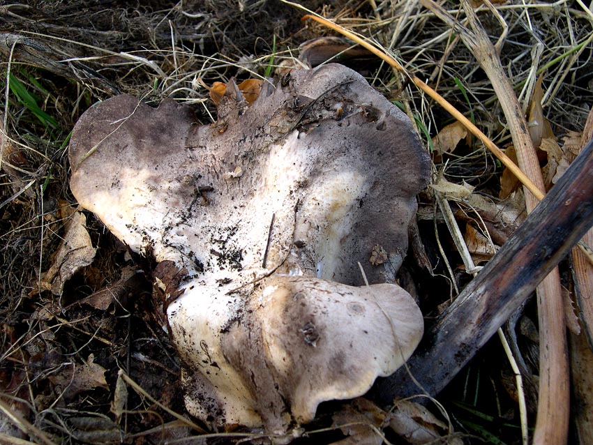 Pleurotus eryngii (Cardunceddhu)